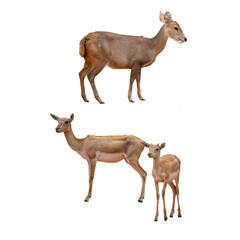 Fototapeta premium Deer isolated on white background