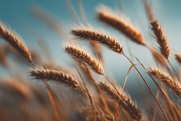 Golden Wheat Field in Soft Light