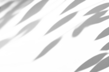 shadow overlay effects of realistic abstract natural tree leaves shadow on floor background,Summer sunlight and shadow overlay effect,shadow for photo interior backdrop studio mockup