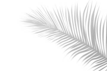 shadow overlay effects of realistic palm branch leaf shadow with light blur on transparent background,Summer sunlight and shadow overlay effect,shadow for photo interior backdrop mockup