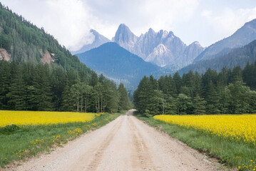 A dirt road stretches through fields of yellow flowers and dense green forest, leading to majestic mountains under a partly cloudy sky.