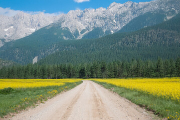 A dirt road stretches through fields of yellow flowers and dense green forest, leading to majestic mountains under a partly cloudy sky.