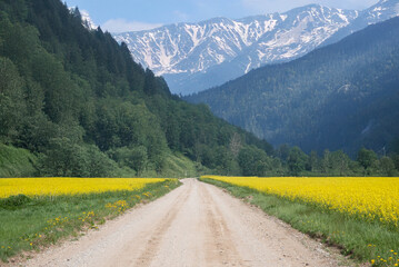 A dirt road stretches through fields of yellow flowers and dense green forest, leading to majestic mountains under a partly cloudy sky.
