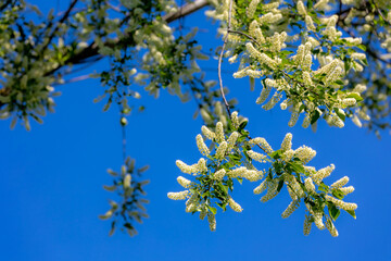 Obraz premium Selective focus white flowers of Prunus padus (bird cherry) full blooming on the tree with blue sky as backdrop, Hackberry is a flowering plant, It is a species of cherry, Natural floral background.