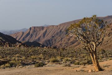 Quiver tree in the Richtersveld desert