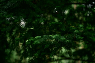 A walk with children in the forest, near Berlin. New pine needles shimmer surrounded by the dark forest. Macro photography. Photo 2