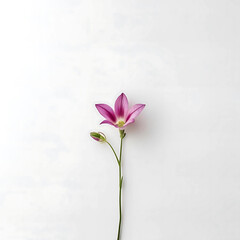 pink flowers isolated white background