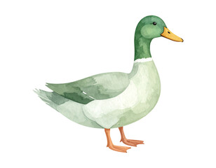 Obraz premium Cartoon watercolor illustration of duck. Animal clipart illustration.