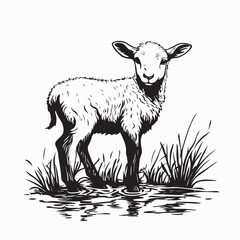 Cute lamb in a shallow stream in a misty meadow image vector isolated on white background
