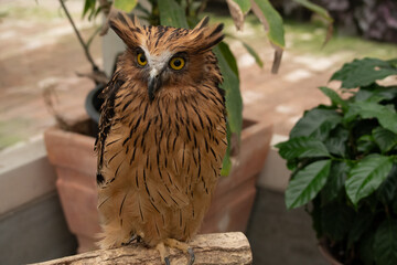 日本の島根にある松江フォーゲルパークのフクロウ