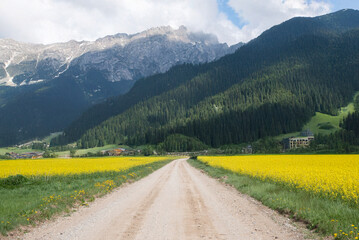 A dirt road runs through bright yellow flower fields toward forested mountains with rocky peaks under a partly cloudy sky.