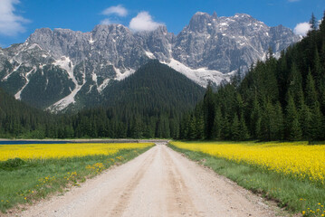 A dirt road runs through bright yellow flower fields toward forested mountains with rocky peaks under a partly cloudy sky.
