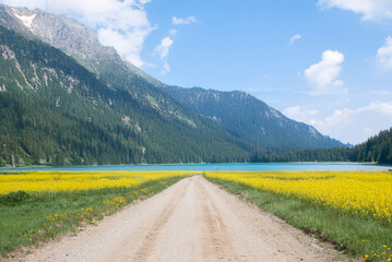 A dirt road leads through yellow flower fields to a turquoise lake, surrounded by dense forest and dramatic mountains in the background.