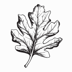 Stylized Oak Leaf Image Vector Isolated on a White Background 