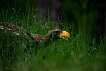 Hidden eagle. Young Steller's sea eagle, Haliaeetus pelagicus, peaks out from green grass near...
