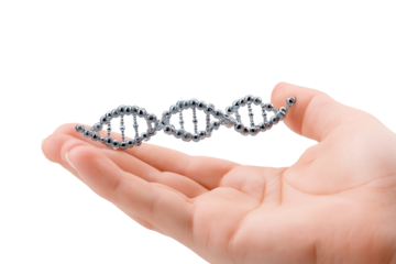 person holding DNA model in their hand isolated on white background