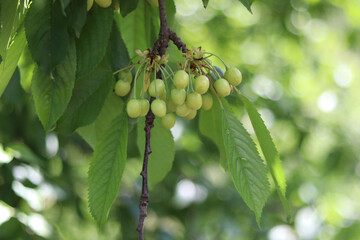 green cherries on tree