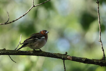Young finch bird on a dry tree branch