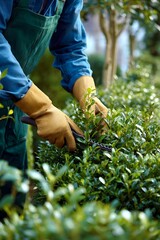 Gardener Pruning Green Hedges in a Lush Outdoor Garden with Trees and Soft Lighting