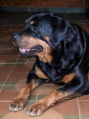 hund rottweiler 