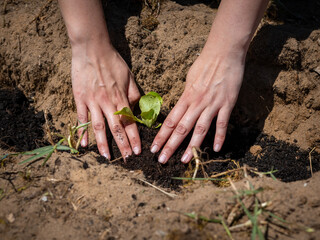  Close-up of woman’s hands gently planting a young lettuce seedling in loose garden soil on a sunny day, symbolizing sustainability and home gardening