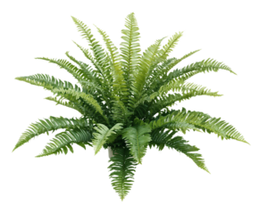 Isolated symmetrical fern with feathery green fronds radiating from central point against transparent background, ideal for tropical garden designs and botanical renderings