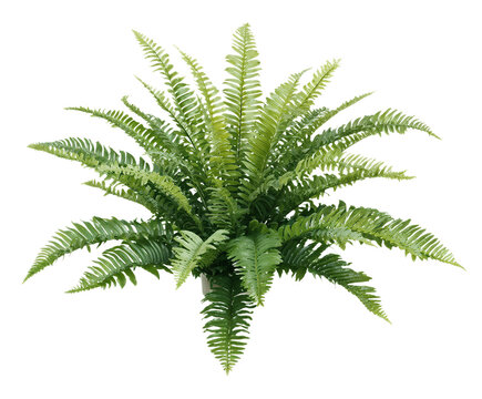 Isolated symmetrical fern with feathery green fronds radiating from central point against transparent background, ideal for tropical garden designs and botanical renderings