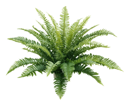 Isolated symmetrical fern with feathery green fronds radiating from central point against transparent background, ideal for tropical garden designs and botanical renderings