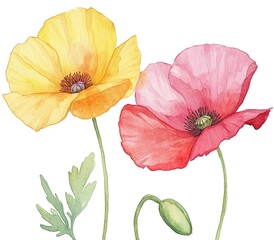 Obraz premium Watercolor Painting Of Two Poppies