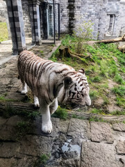 tiger raubkatze natur