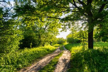 Sunny Countryside Dirt Road in Summer Light
