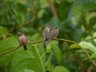 Trio of common waxbills of Mauritius 