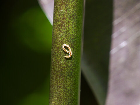 Nine shape in nature - و waw (Arabic) shape in nature