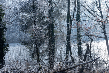 winter forest in the snow