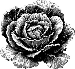 Fototapeta premium Detailed black and white rose illustration with intricate shading, vintage style. Vector illustration