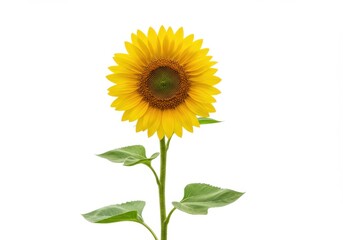 Naklejka premium Isolated sunflower with green leaves on a white background, full bloom, vibrant yellow petals