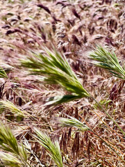 A closeup image on cheat grass or wild grass in an open field
