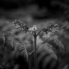 Monochrome Close-Up of Fern with Focus on Emerging Spiral Fronds