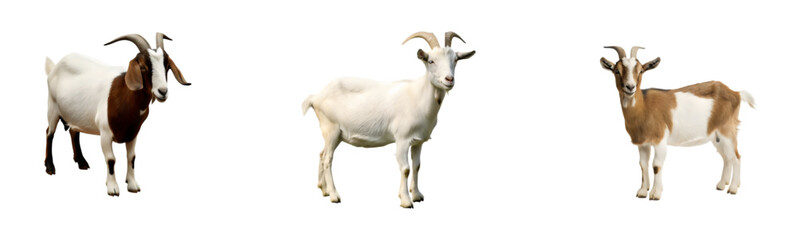 Fototapeta premium White Domestic Sheep: Fluffy Farm Animal for Agriculture and Nature Full Body Portrait of a Woolly Sheep, Isolated on Transparent Background