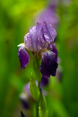 Close-up of a Vibrant Purple Iris with Raindrops. Delicate petals of a bearded iris adorned with glistening water droplets against a soft, blurred green background.