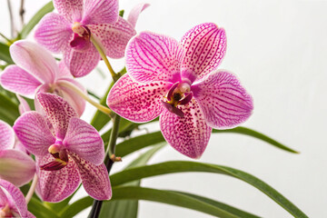Obraz premium Vivid Pink Vanda Orchids – Elegant Thai Flowers on White Backdrop