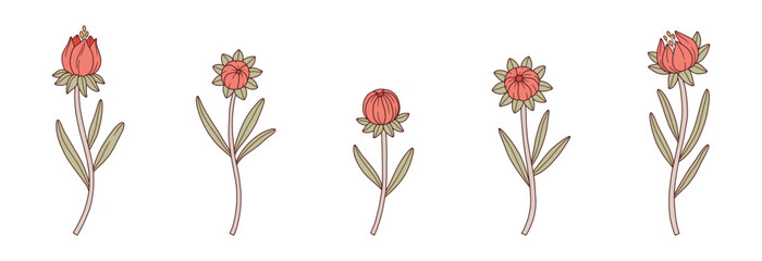 Buds of wildflowers colorful set with contour. Blooming wild plant coreopsis, meadow flowers. Botanical elements for design projects. Detailed floral vector illustration