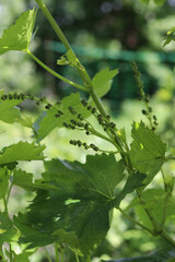 green leaves of grape