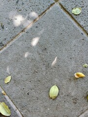 Fototapeta premium yellow leaves on the pavement