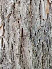 tree bark texture close-up in spring