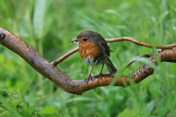Robin in rain