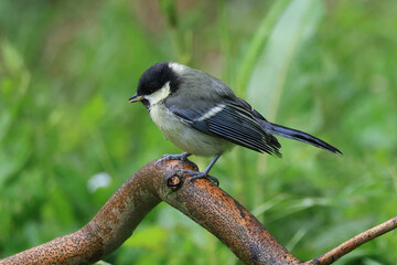 Great tit