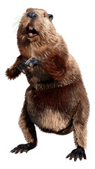 Fototapeta premium 3D Rendering Beaver on White