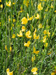 pattern primaverili realizzato con i fiori di ginestre