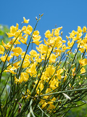 pattern primaverili realizzato con i fiori di ginestre